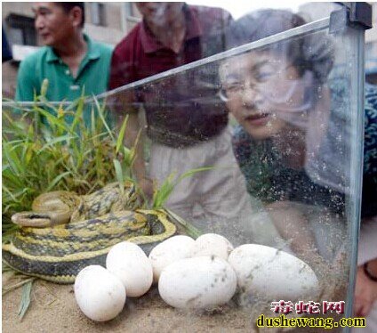 黑眉锦蛇蛋图片