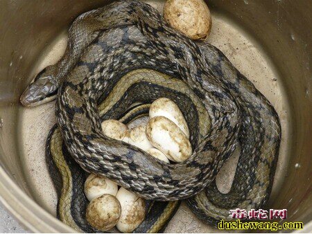 孵化蛋的黑眉锦蛇