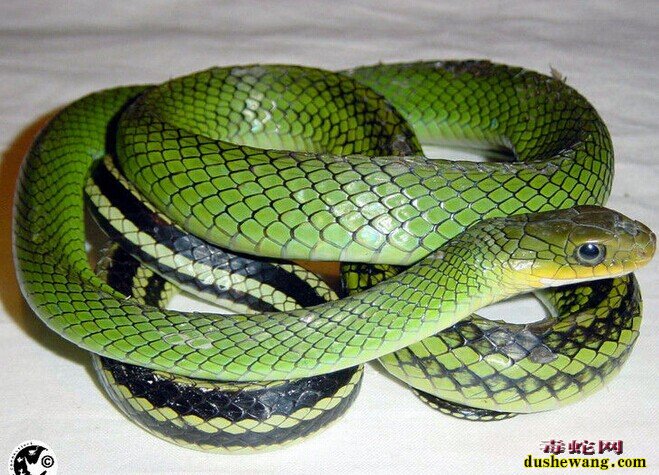 绿色乌梢蛇