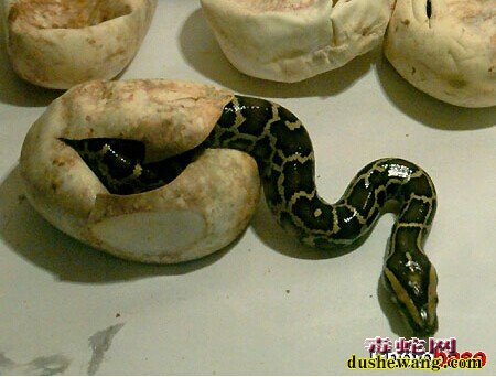 孵化出壳的小蟒蛇