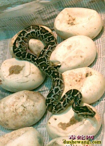 蟒蛇蛋孵化