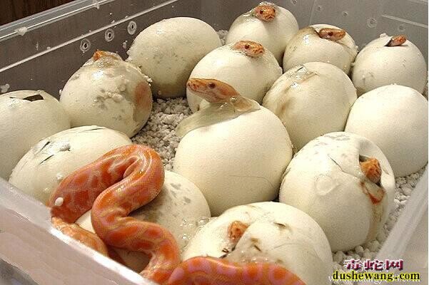 黄金蟒蛇蛋孵化