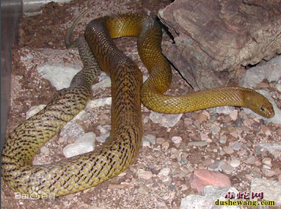 世界上最毒的蛇太攀蛇