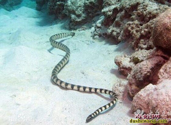 裂颊海蛇