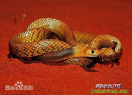 西部拟眼镜蛇