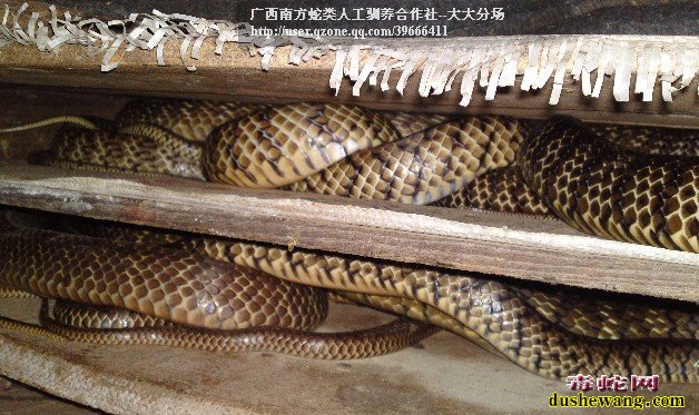 水律蛇养殖技术图片