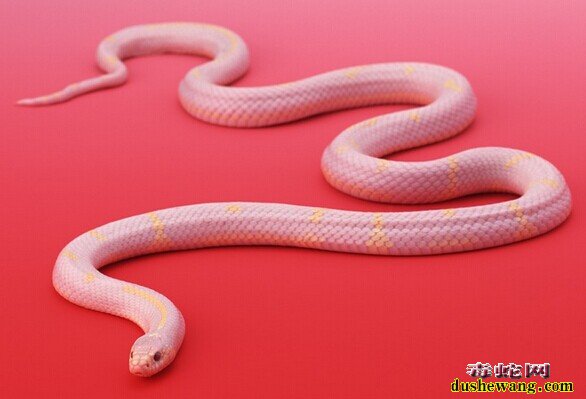 白蛇