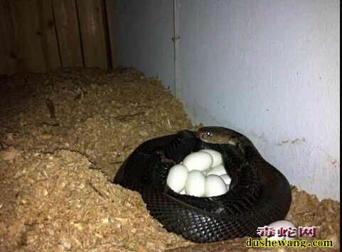 蛇蛋