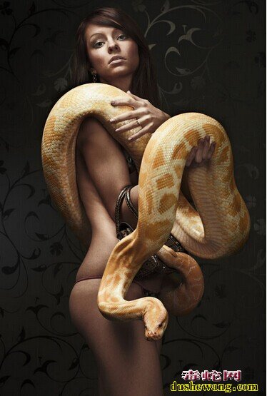 蟒蛇与美女