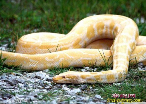 黄金蟒蛇