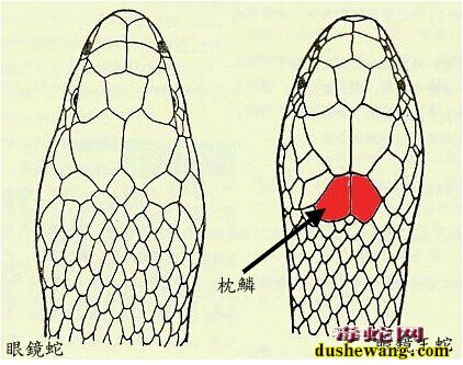 眼镜王蛇和眼镜蛇区别