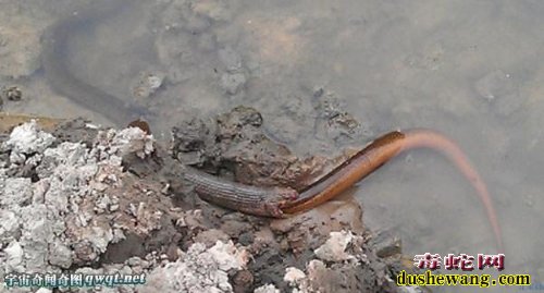 蛇吃黄鳝