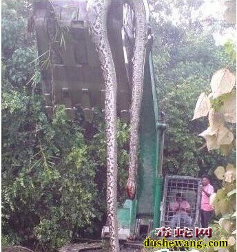 巨蛇