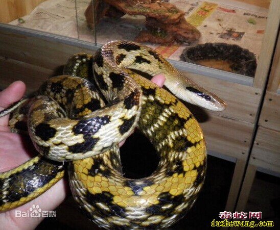 黑眉锦蛇图片