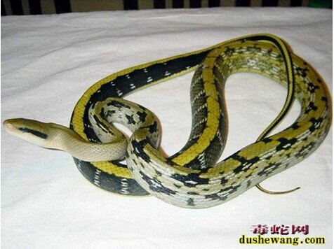 黑眉锦蛇