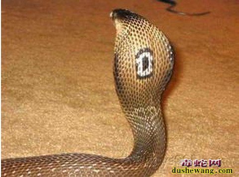 孟加拉眼镜蛇