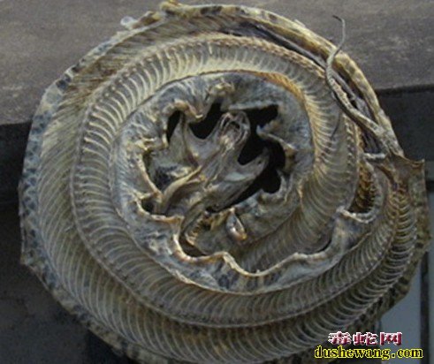 五步蛇有人收购吗