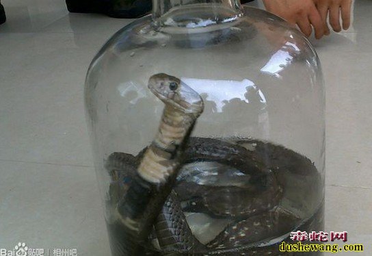 眼镜王蛇泡酒