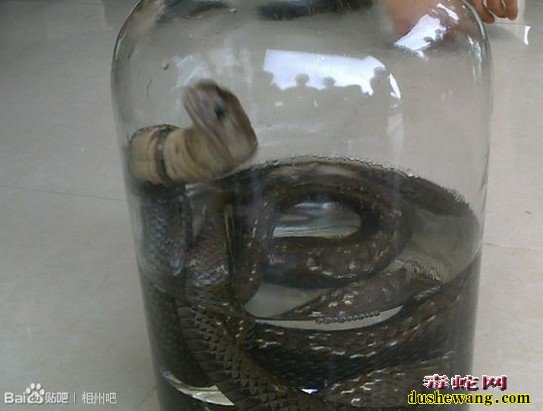 眼镜王蛇泡酒