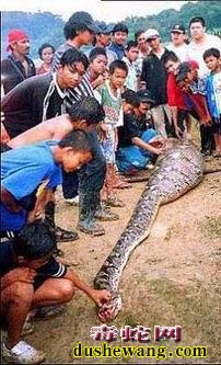 蟒蛇吃人事件