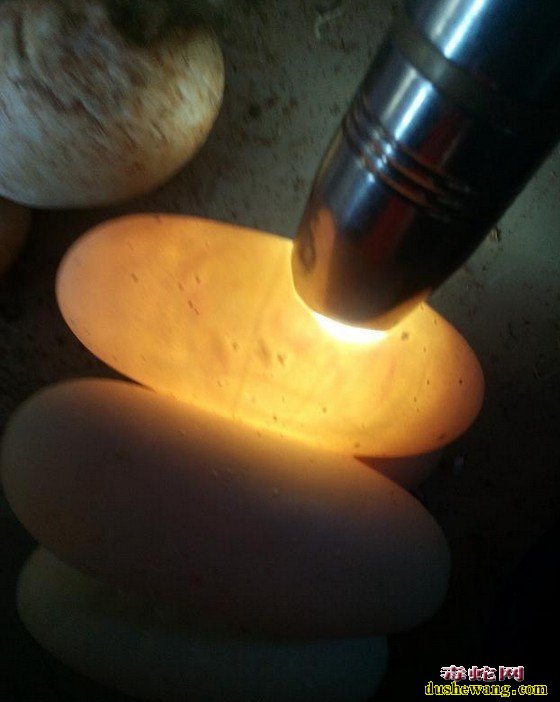 乌梢蛇蛋孵化技术