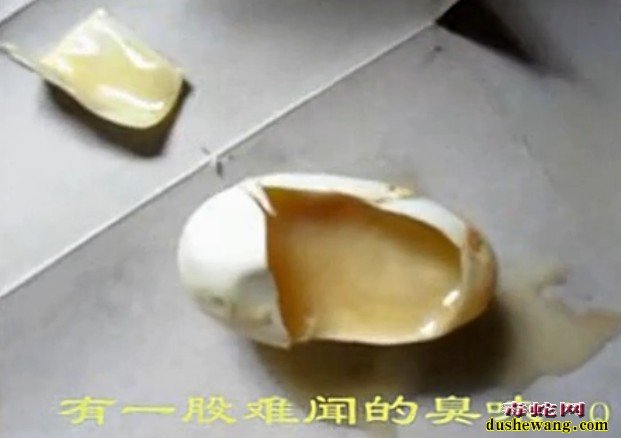 挑选蛇蛋