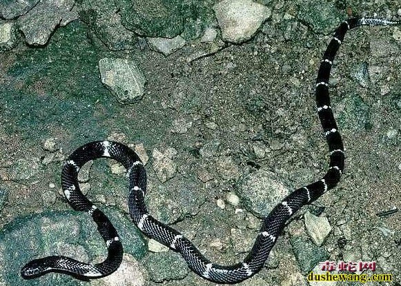 斯里兰卡环蛇