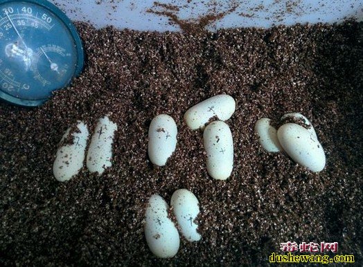 蛇蛋孵化技术