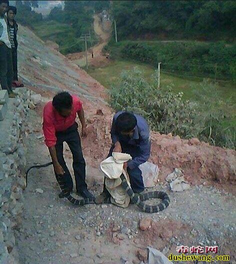 眼镜王蛇