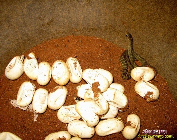 蛇蛋孵化中的问题