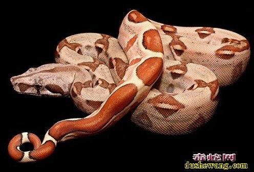 大型蟒蛇饲养方法