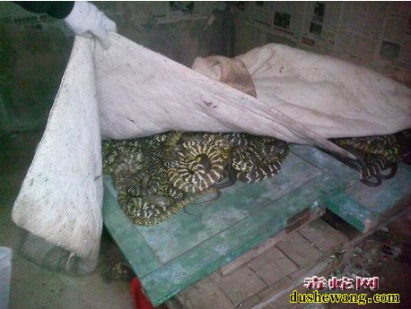 江苏养蛇场