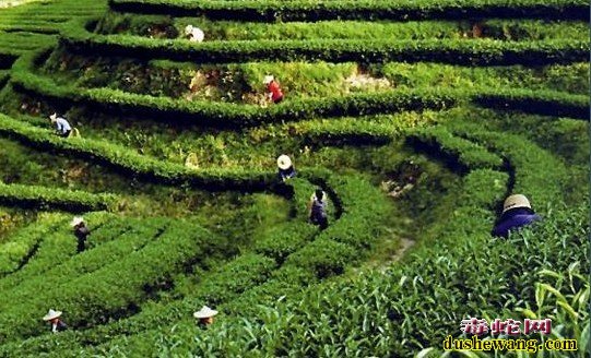 福建养蛇场