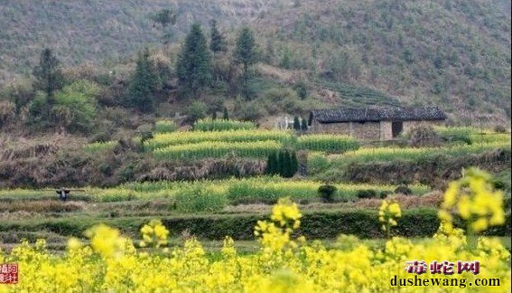 江西养蛇场