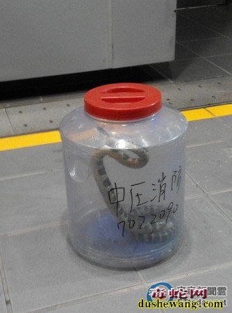 台湾高雄地铁紧邻农田 爬进1.3米毒蛇