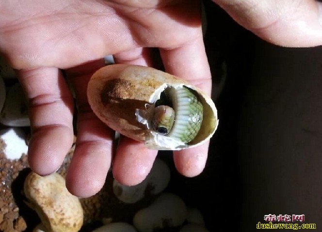 蛇蛋的保存、运输如孵化