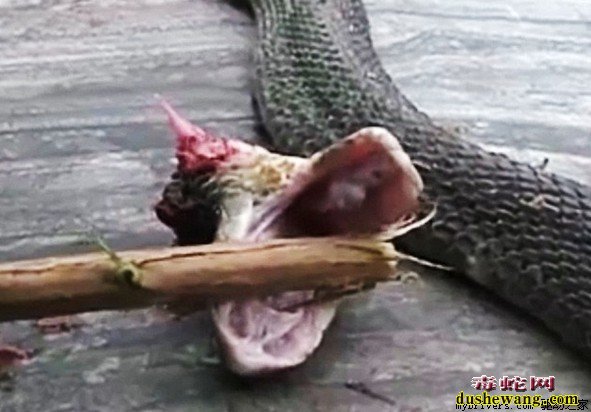眼镜蛇被砍头20分钟咬死厨师图片