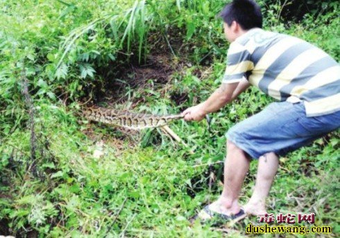 十三种野外捕蛇方法