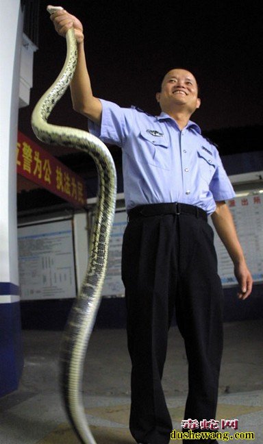 十三种野外捕蛇方法
