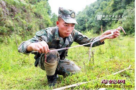 野外捕蛇知识捕蛇方法大全