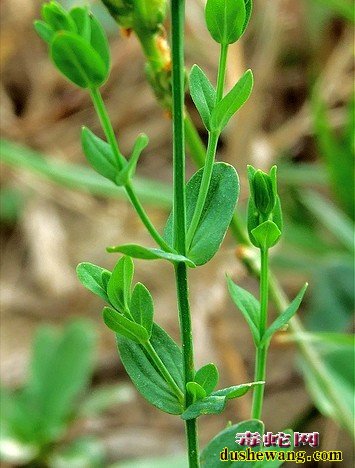 毒蛇咬伤治疗明间中草药