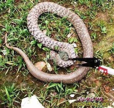 捕蛇夹图片