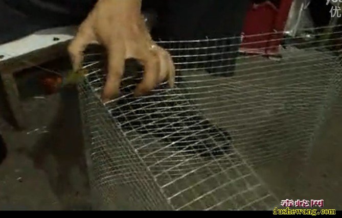 捕蛇笼制作图解