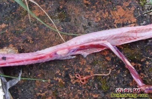 怎么给大王蛇、王锦蛇驱虫？