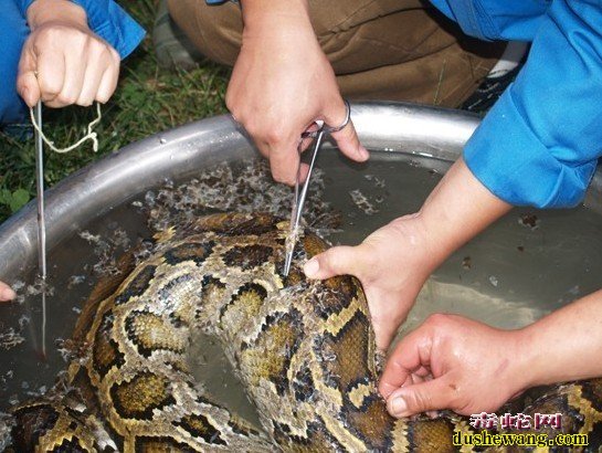 怎么给蟒蛇驱虫?