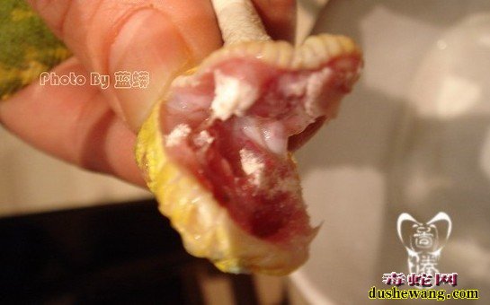 菜花蛇口腔炎怎么预防治疗?