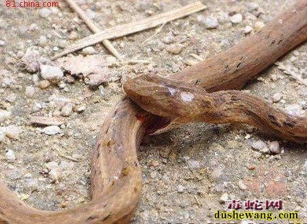 怎么给菜花蛇黑眉锦蛇驱虫?