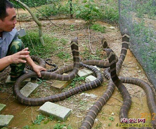怎么给眼镜王蛇驱虫?