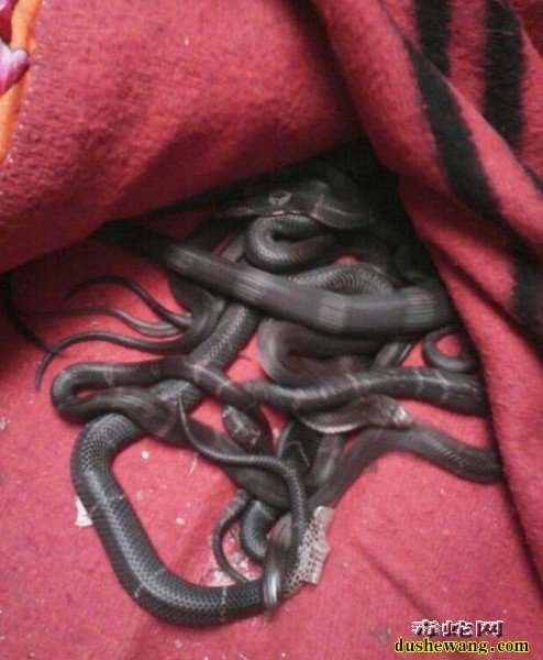 怎么给眼镜蛇驱虫?