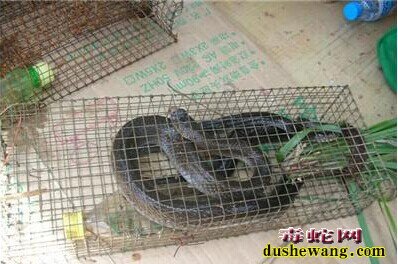 捕蛇笼图解